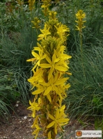 Asphodeline lutea -- Junkerlilie